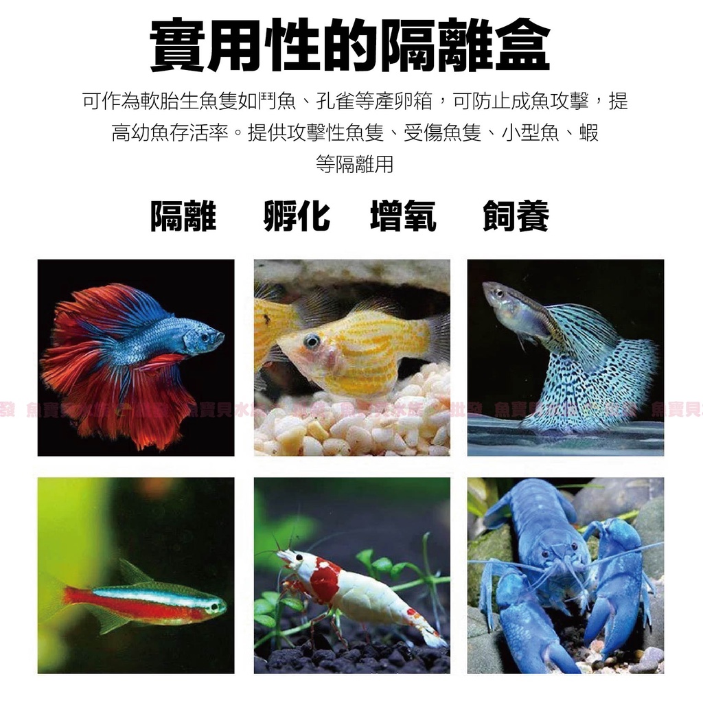 多功能隔離盒 小魚繁殖盒 影片觀賞 隔離箱 產子盒 孵化箱 產卵盒 孔雀魚仔魚 幼魚 鬥魚 小魚產房 仔魚產房 蝦皮購物