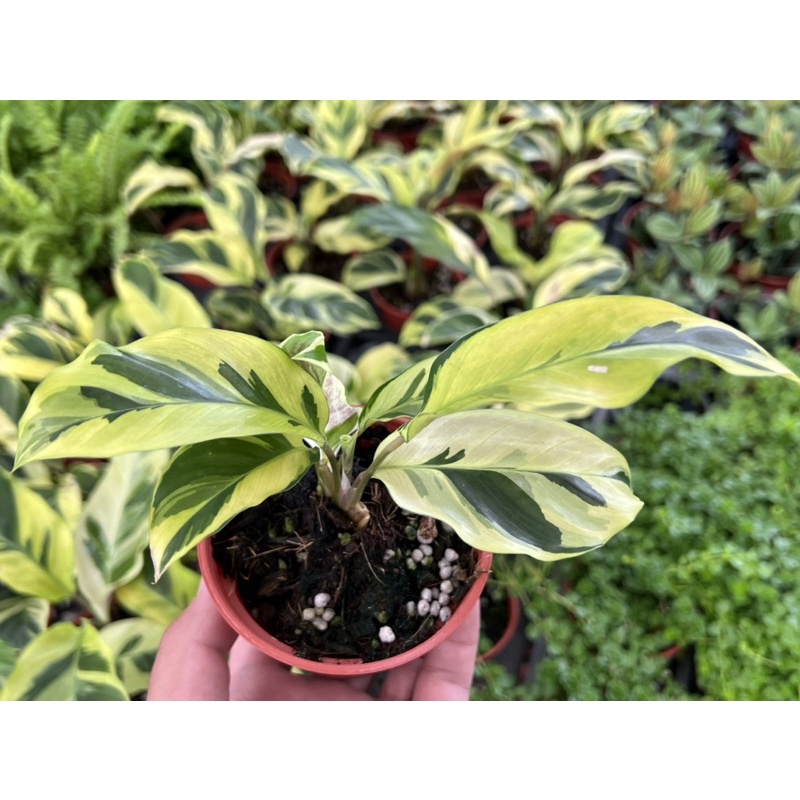 多肉好好買觀葉植物古典油畫竹芋 蝦皮購物