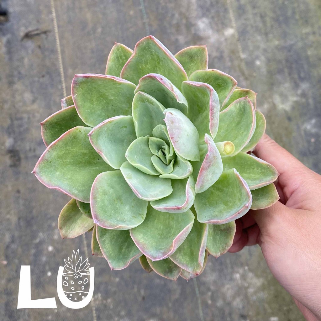 三吋多肉植物 珍媚 呂爸爸農家樂 蝦皮購物