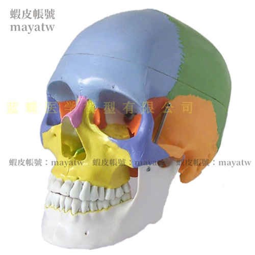 (MD-B_0039)進口頭顱骨模型 頭顱骨著色模型 頭骨骨性分離模型 彩色頭骨模型