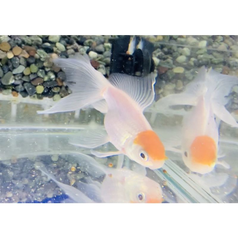 Shalom Fish 沙龍好魚長尾丹頂紅金魚長尾琉金高雄市可面交 蝦皮購物