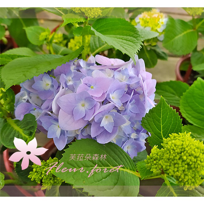 芙菈朵森林 園藝館無盡夏繡球花5 6吋盆季節花卉花苗觀花植物 蝦皮購物