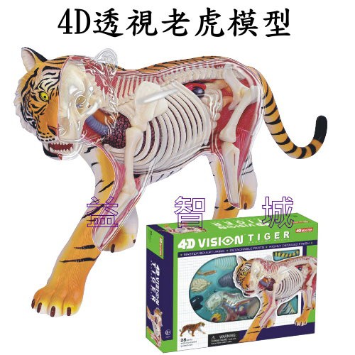 益智城《4D老虎模型/動物模型/教學模型/生物教具/DIY模型/科學教具/實驗/4D Master 》4D透視老虎模型