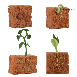 Tmx 4pcs 植物種植玩具仿真教育pvc 植物成長周期模型 蝦皮購物