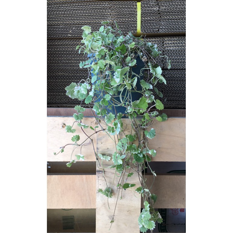 花囍園 香草水果苗 斑葉金錢薄荷 星點金錢薄荷 一串串的銅錢 5吋高約10 cm 售139特價1 蝦皮購物