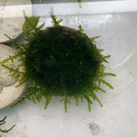 莫絲 陰性水草造景植物 蝦皮購物