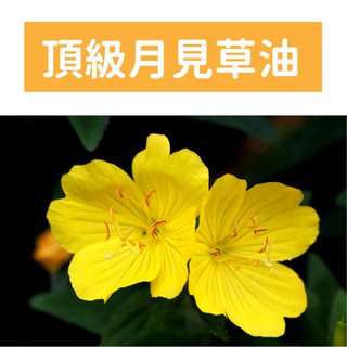 🌳頂級植物油🌳 『現貨』精製月見草油 Evening Primrose Oil 100ml 500ml 【馥靖皂材】
