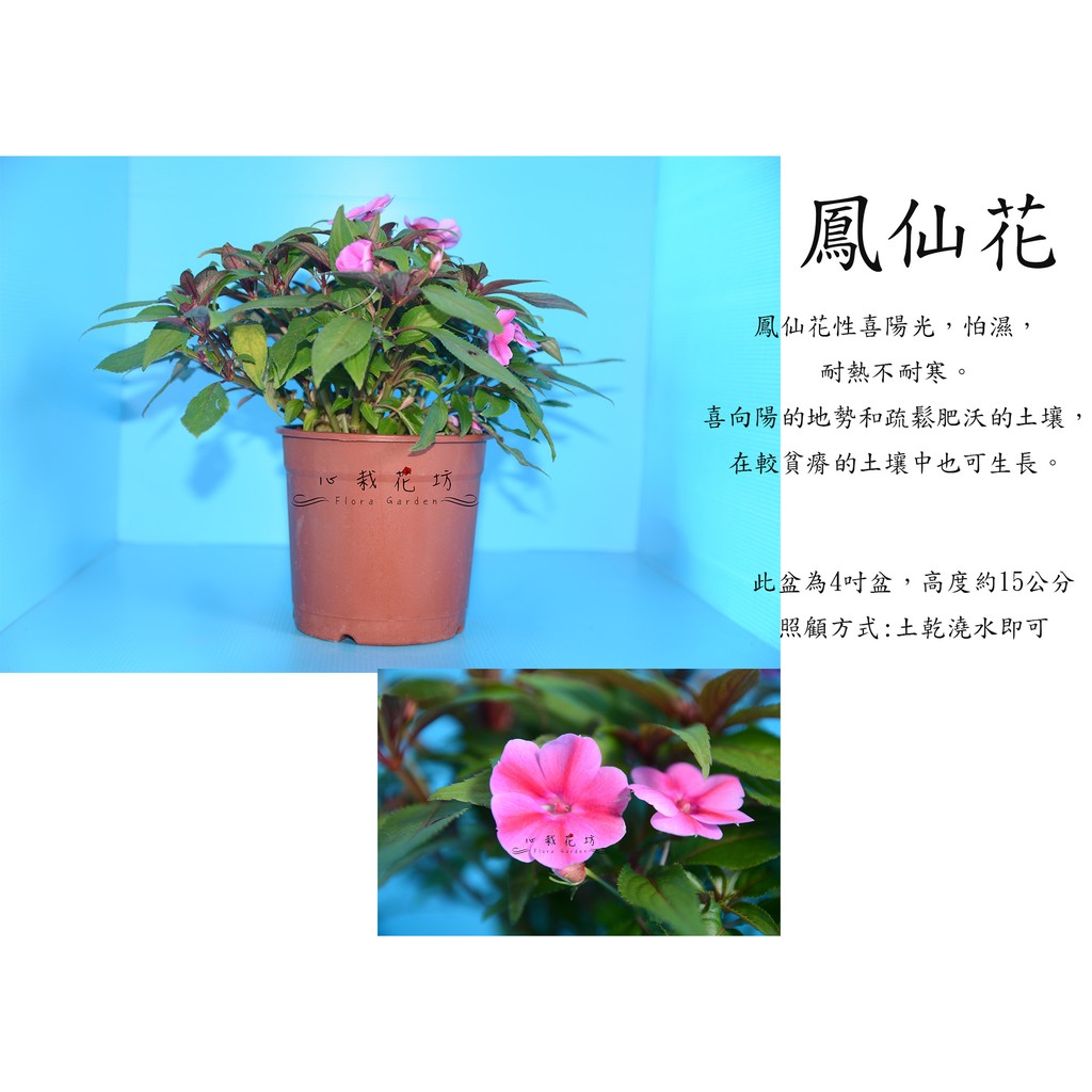 心栽花坊 鳳仙花 5吋 常年開花 觀花植物 開花植物 售價1特價100 蝦皮購物