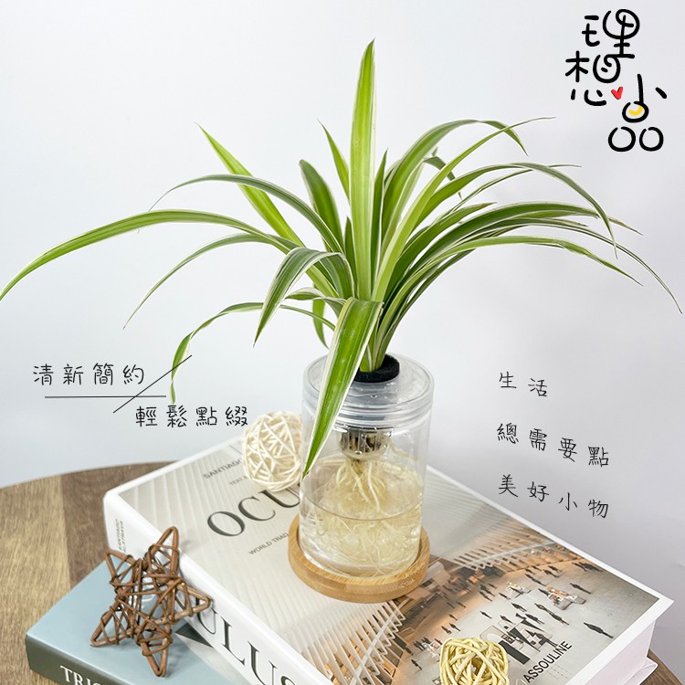 現貨 理想小品 吊蘭水耕盆栽無土種植簡單種植觀葉植物室內植物完全水培養塑膠飾品創意花盆盆栽 蝦皮購物