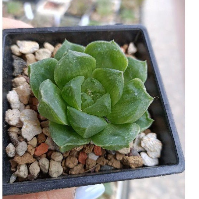 多肉植物壽類代號18