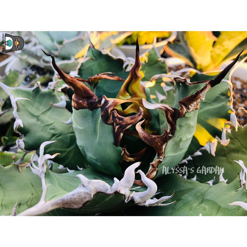 【艾莉莎的小花園】🌵Agave titanota-狂刺夕映嚴龍/販售側芽🌵AGAVE/龍舌蘭/多肉植物