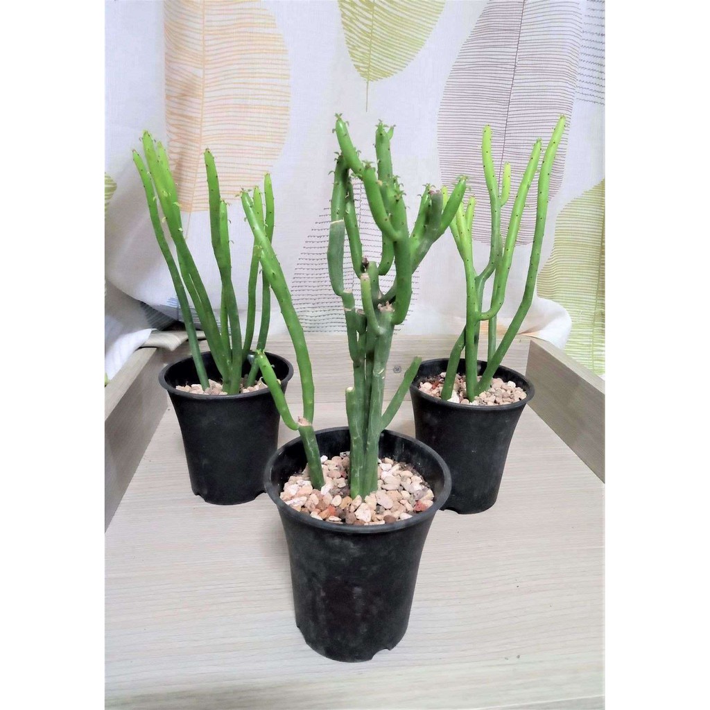 多肉植物 珊瑚大戟 3吋盆 含盆土 好照顧 Lady Gray多肉 雜貨小舖 蝦皮購物