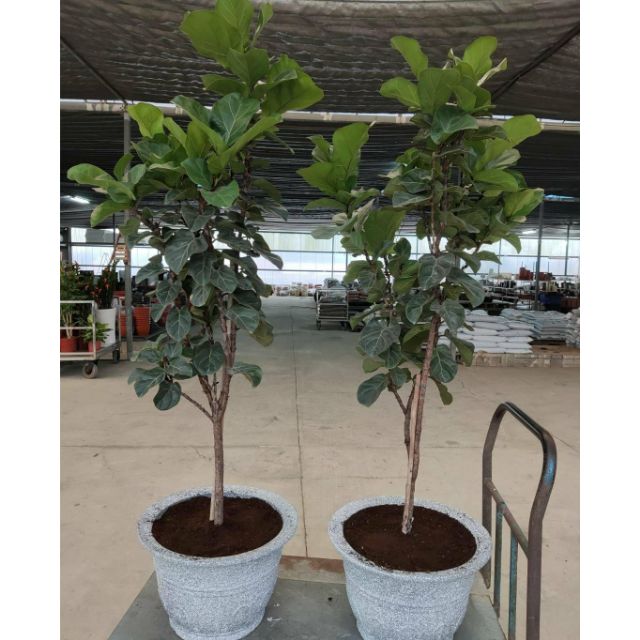 芯晨花園桃園愛買園區高質感手作盆栽開店及喬遷優選避邪擋煞開運盆栽 頂級樹形琴葉榕 全新水泥盆 每單位1盆 蝦皮購物
