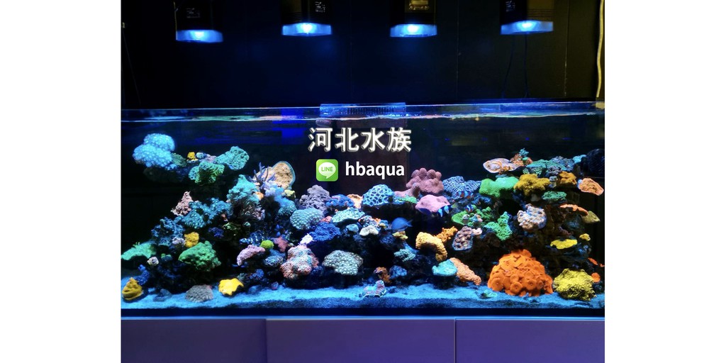 河北水族海水珊瑚造景 線上商店 蝦皮購物