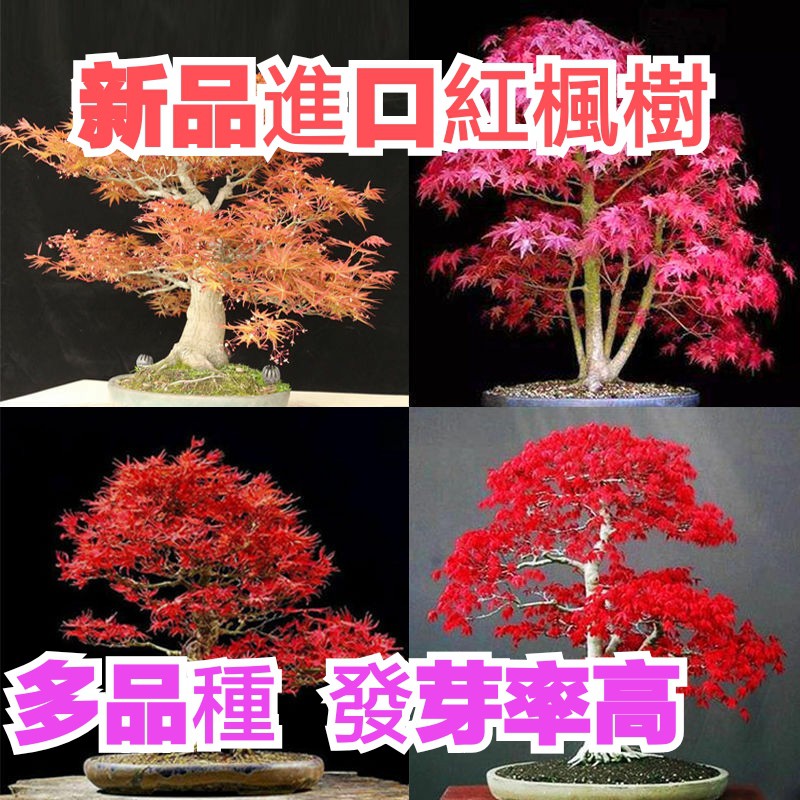 新品進口紅楓樹種子四季易種盆栽多品種發芽率高 蝦皮購物
