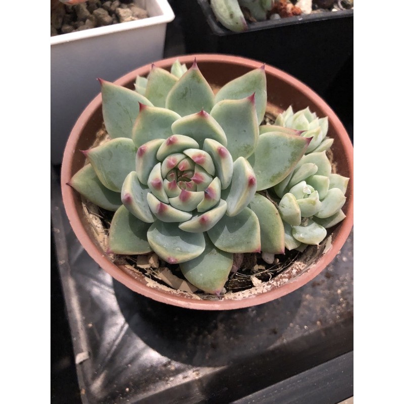 S E 桃太郎多頭滿盆多肉多肉植物盆栽綠化植物室內植物景天科多肉植物園藝花草 蝦皮購物