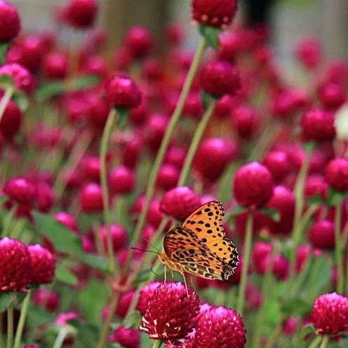 千日紅花種子 Ptt討論與高評價網拍商品 21年8月 飛比價格