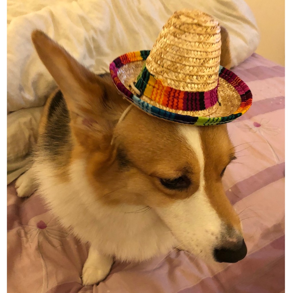 寵物墨西哥草帽 柯基