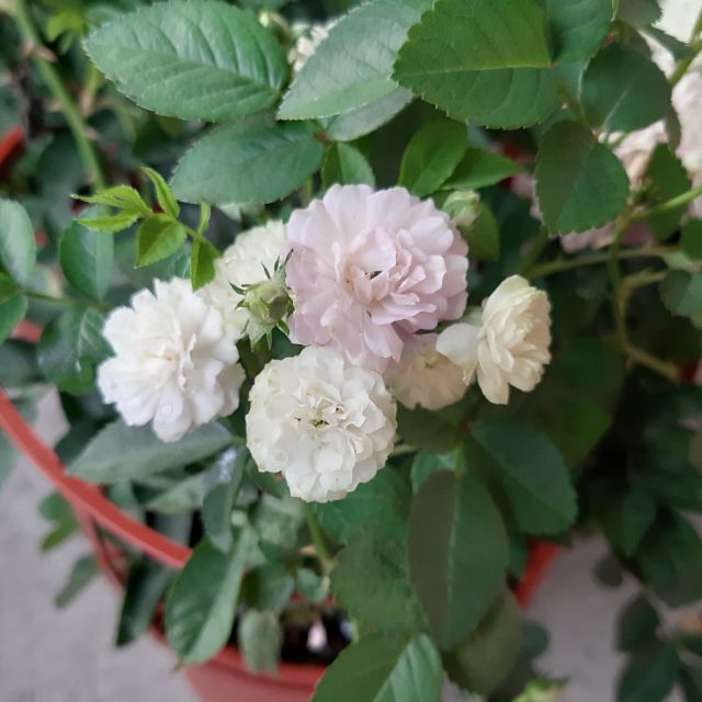 天使薔薇 5 6吋盆 蝦皮購物