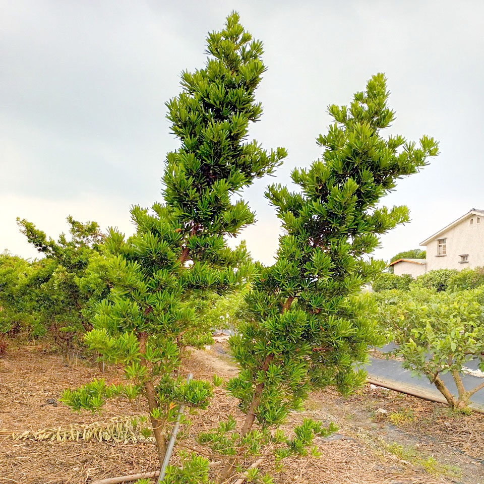 15年羅漢松 2-3公尺 多件優惠 優質環境 園藝 別墅 造景 臨近白河蓮花公園 大量可議 發財樹 過節 節慶喜氣