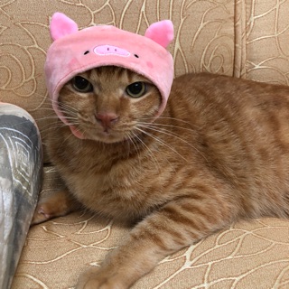 扭蛋 貓咪專屬頭巾-動物造型篇 貓頭套