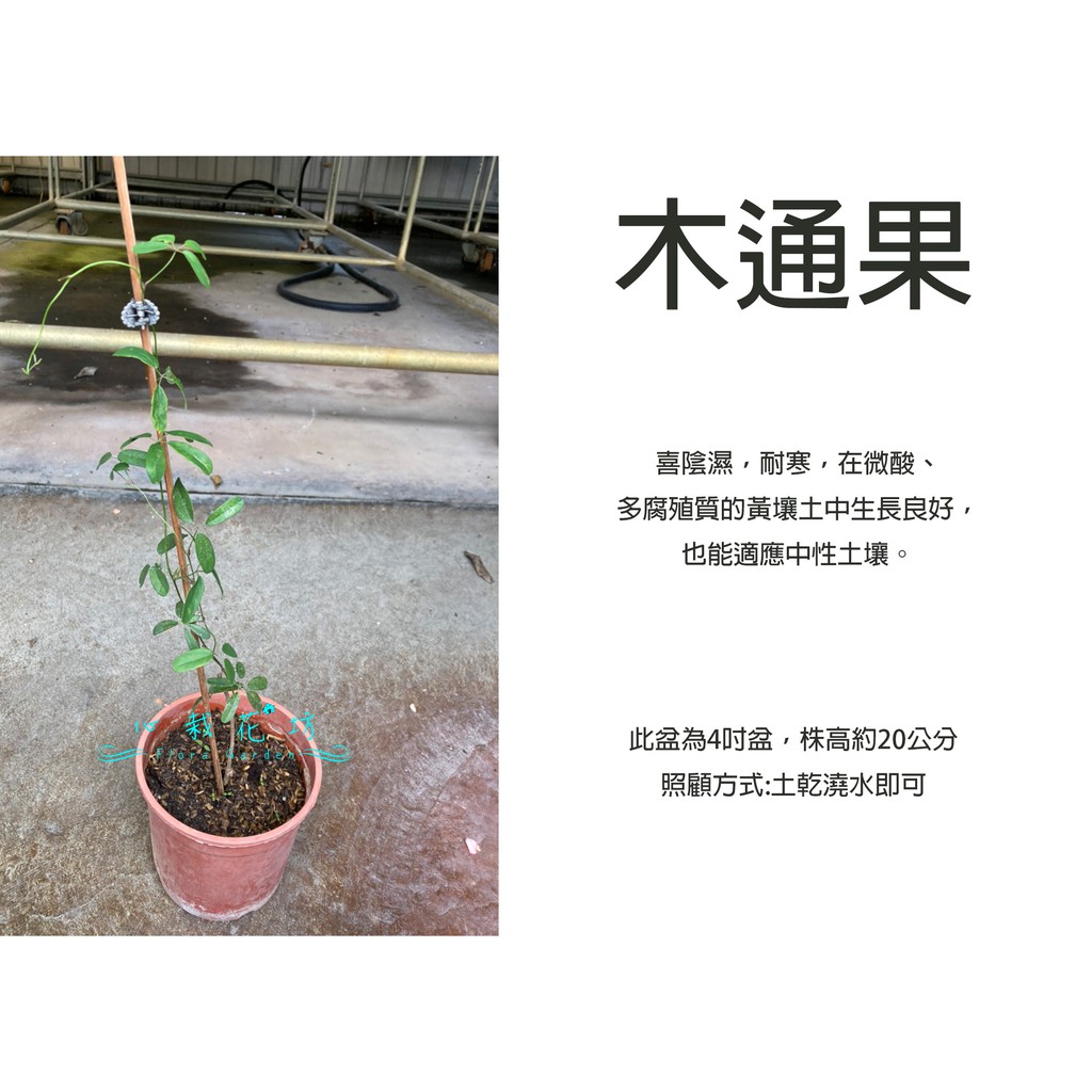 心栽花坊 木通果 月亮果 4吋盆 藤類 水果苗 藤本 綠化植物 售價360特價300 蝦皮購物