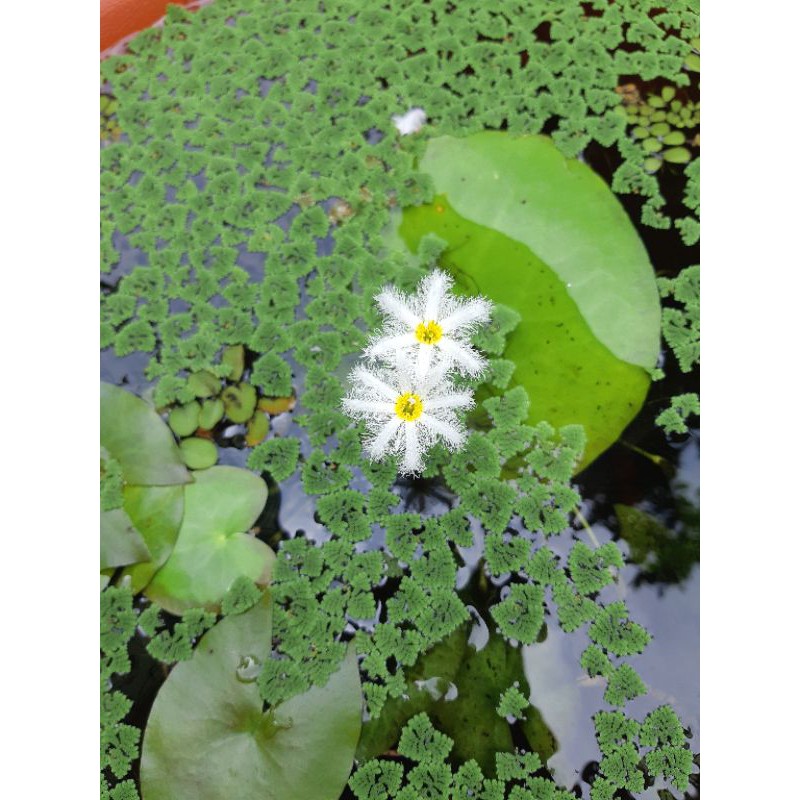 塊葉萍小葉浮萍浮水植物蓋斑零食生態池一葉蓮冬天避寒夏天遮蔭 蝦皮購物