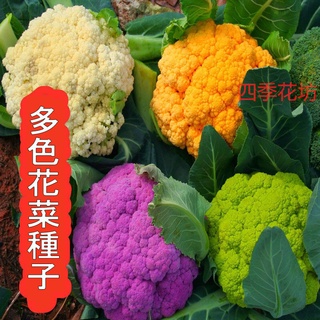 花椰菜種子 園藝植作優惠推薦 居家生活21年11月 蝦皮購物台灣
