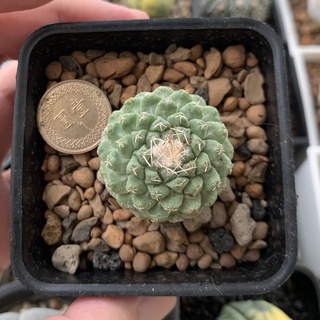 菊水 優惠推薦 21年7月 蝦皮購物台灣