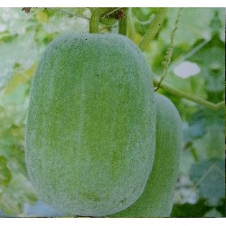 迷你冬瓜(清心)種子~Wax Gourd