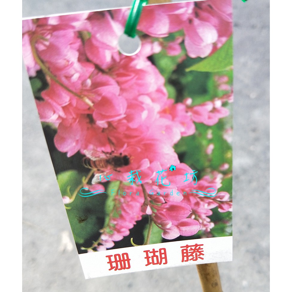 心栽花坊-珊瑚藤/4吋/蔓性/冬天完全沒葉子/藤蔓/藤本/開花植物/售價150特價120