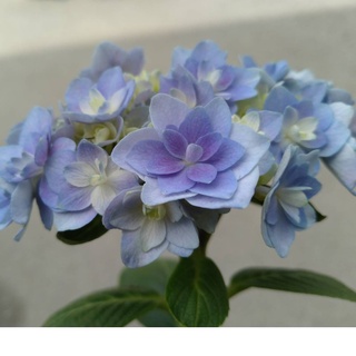 紫陽花 繡球花 婚紗 蝦皮購物