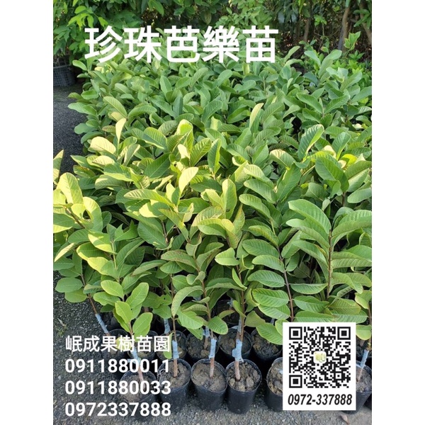 🌱「岷成-果語樹學果樹專賣」珍珠芭樂苗/燕巢珍珠芭樂/燕巢芭樂/果苗種苗/果語樹學/岷成果樹苗園