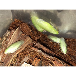 幸輻園 幼體 古巴 綠香蕉蟑螂 Panchlora nivea