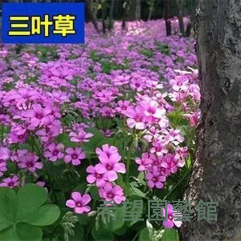 希望園藝館 春夏秋冬四季易播種長期開花紅花三葉草種子白三葉三葉酢漿草 蝦皮購物