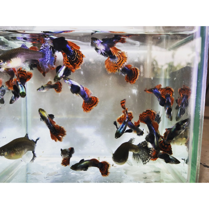 屏東開心水族水草世界 在地專業模型漁場 線上商店 蝦皮購物