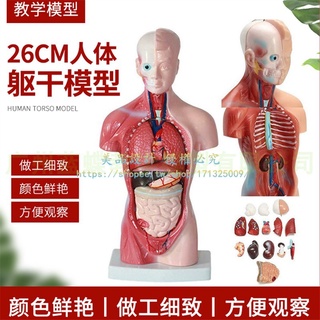 28CM人體解剖模型心臟大腦人體結構模型醫學器官軀幹教學內臟模特【美品LDYX】