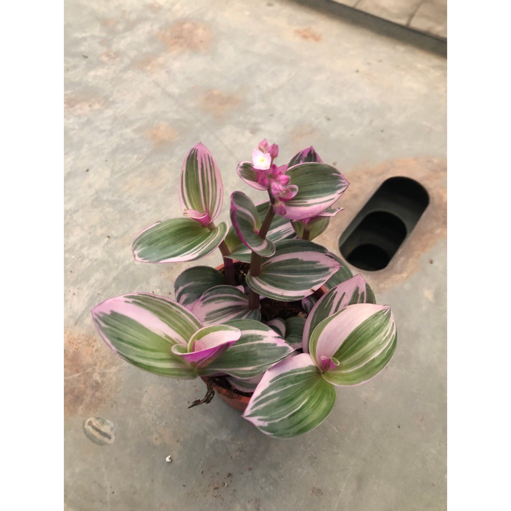 花花世界 觀葉植物 霓虹水竹草 三色水竹草 3吋盆 高10 15cm Ma 蝦皮購物