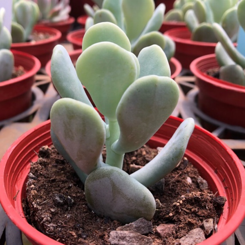 沅鈺農場多肉植物大妞妞 蝦皮購物