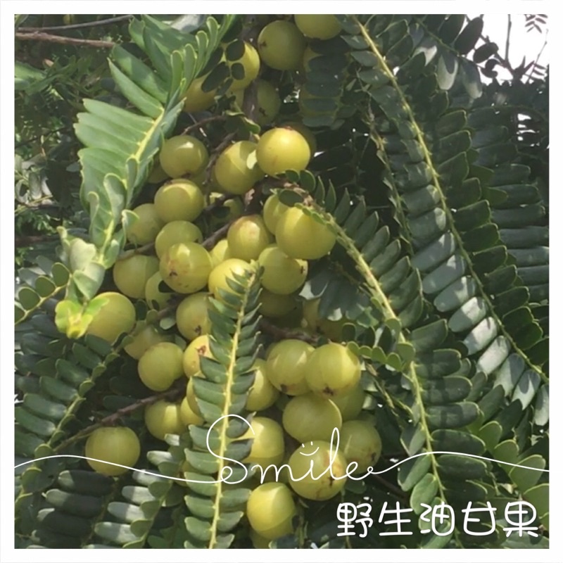 油甘果 三斤「一箱」粗放野生每年7～8月份季節鮮果採摘油甘果子 一棵樹🌲