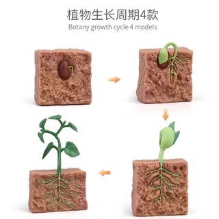 週期教學植物生長週期 植物生長週期模型 植物模型海龜週期動物成長過程動物週期公雞週期瓢蟲週期 蝦皮購物