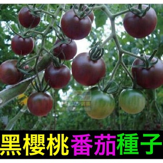 ㊣【我會發芽】黑櫻桃番茄種子 蕃茄 台灣改良品種 聖女果 味甜 易栽好活 陽台盆栽 20~30粒/包