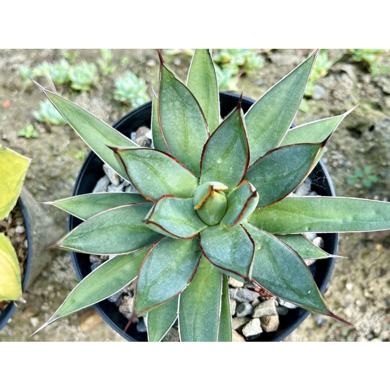 多肉植物 龍舌蘭Agave 《瀧雷》_一物一拍