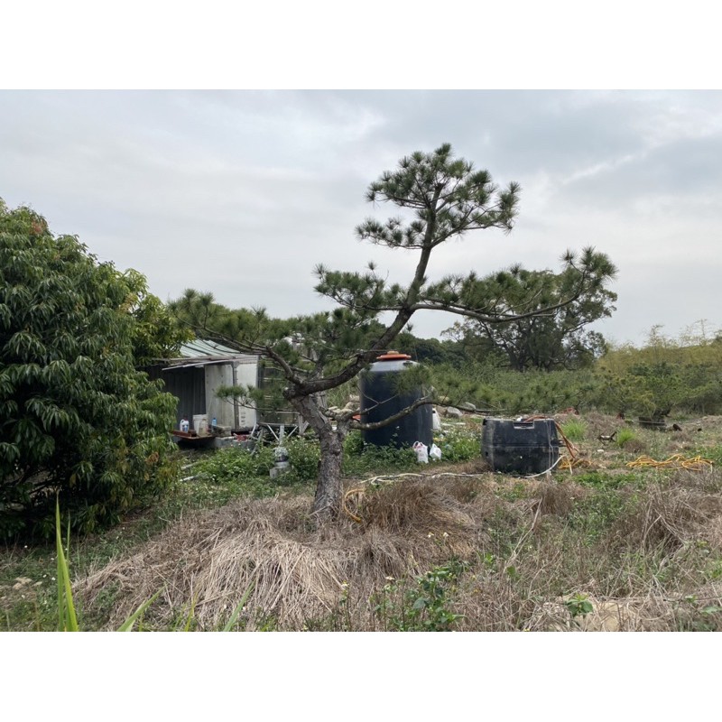 隆昌園-庭園樹-五葉松A-1(另售黃蓮木琉球松梅子樹雪松羅漢松櫻花真柏雞蛋花台灣油杉)