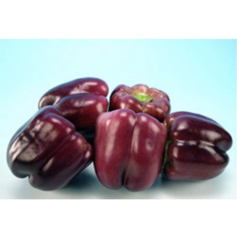 紫色彩色甜椒苗 2.5寸紫軟盆 甜椒 紫色 彩椒 彩色甜椒 一代交配