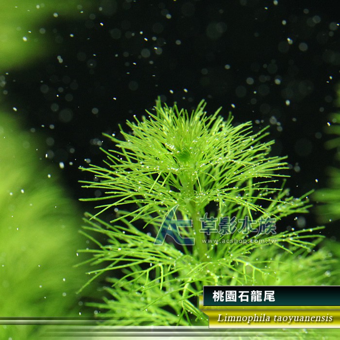 【AC草影】桃園石龍尾【一株】桃園寶塔 台灣原生種 戶外水草 造景水草 水草造景 中景草