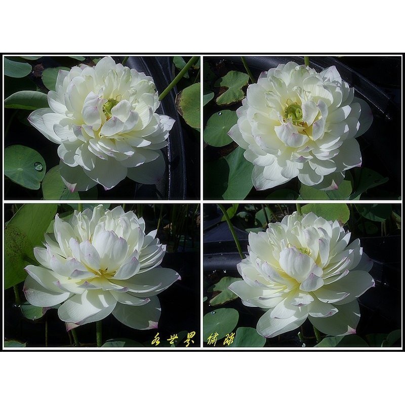 水世界蓮花 極品荷花 白繡球 成熟蓮藕 蝦皮購物