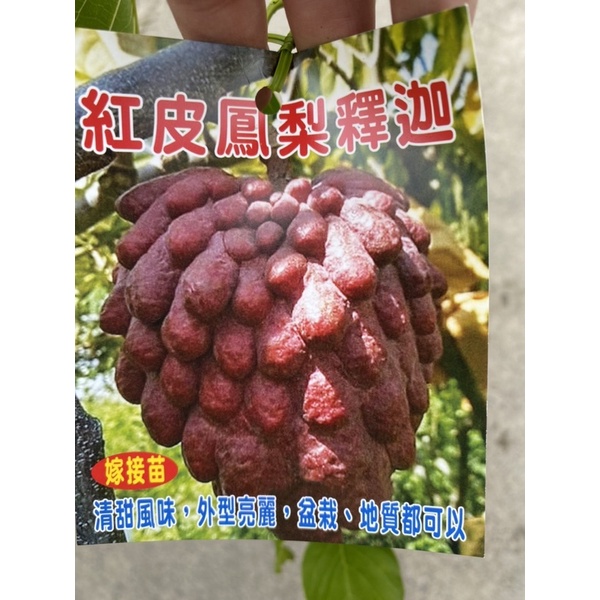 《花果山🐒》 -- 新品種 「紅皮鳳梨釋迦」 4.5寸接苗 豔紅討喜