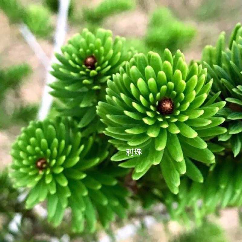 蓮花座八房松盆栽庭植超優美 蝦皮購物