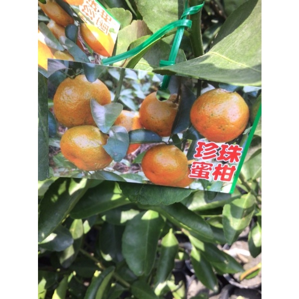卉迎園藝 珍珠蜜柑嫁接苗高度70公分/水果樹苗/新興果樹
